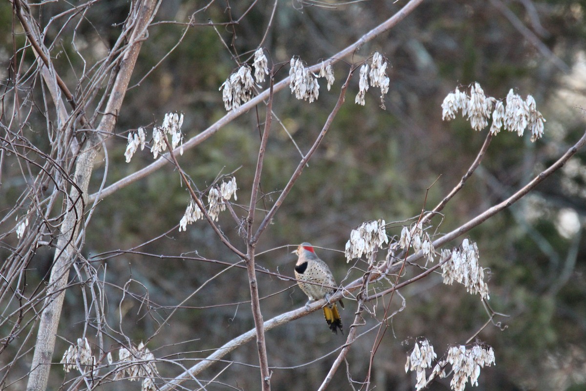 Northern Flicker - ML416004621