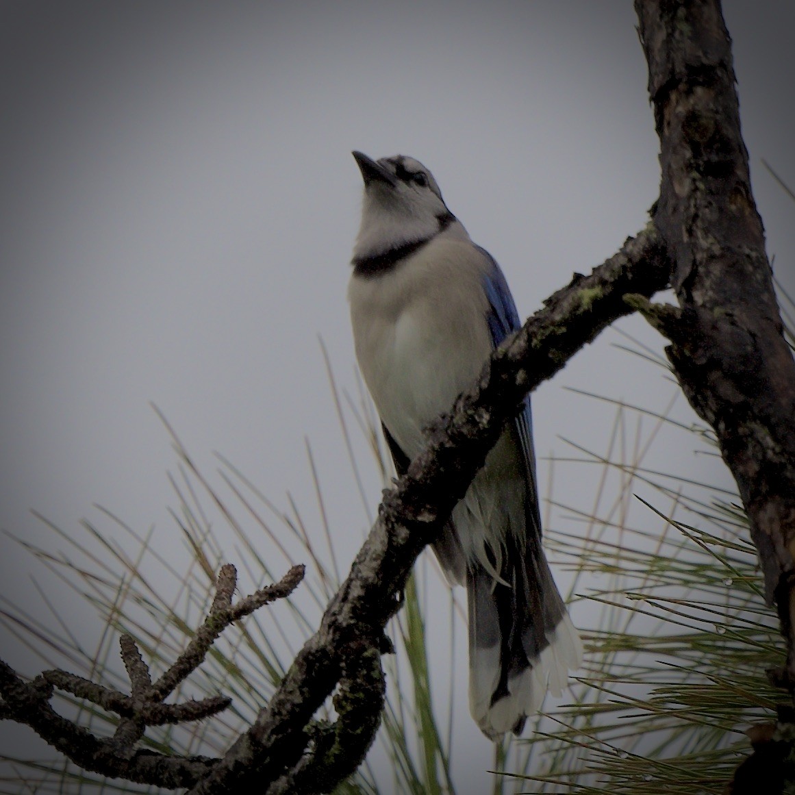 Blue Jay - ML416005051