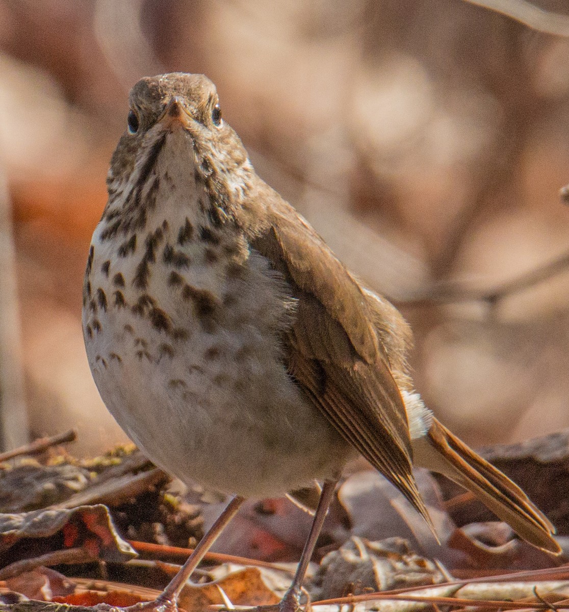 Hermit Thrush - ML416005131