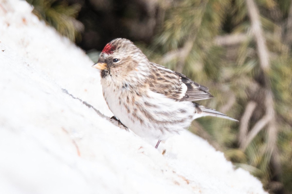 Common Redpoll - ML416005151