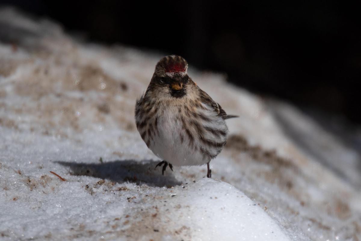 Common Redpoll - ML416005161