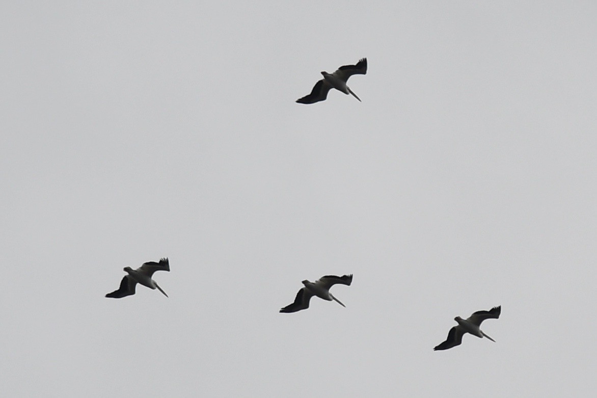 American White Pelican - ML416005631