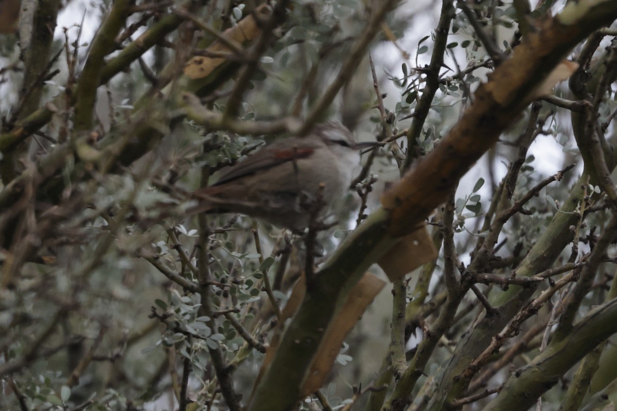 Stripe-crowned Spinetail - ML416007161