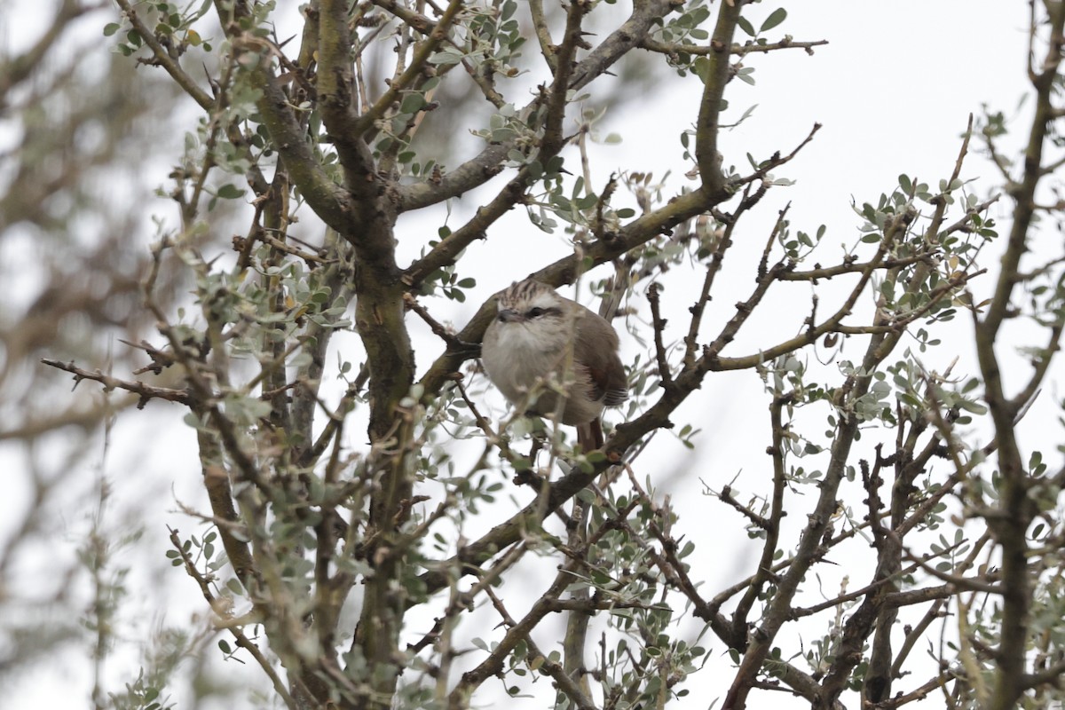 Stripe-crowned Spinetail - Robert Hagen