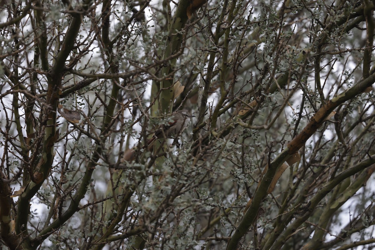 Stripe-crowned Spinetail - ML416007281