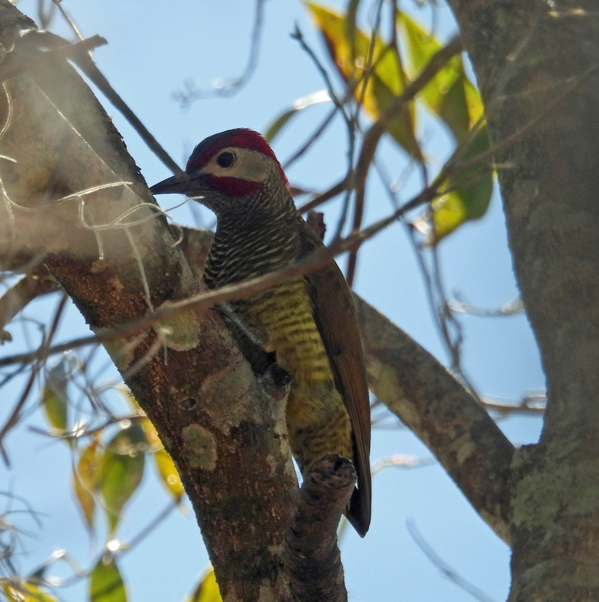 Golden-olive Woodpecker - Danilo Moreno