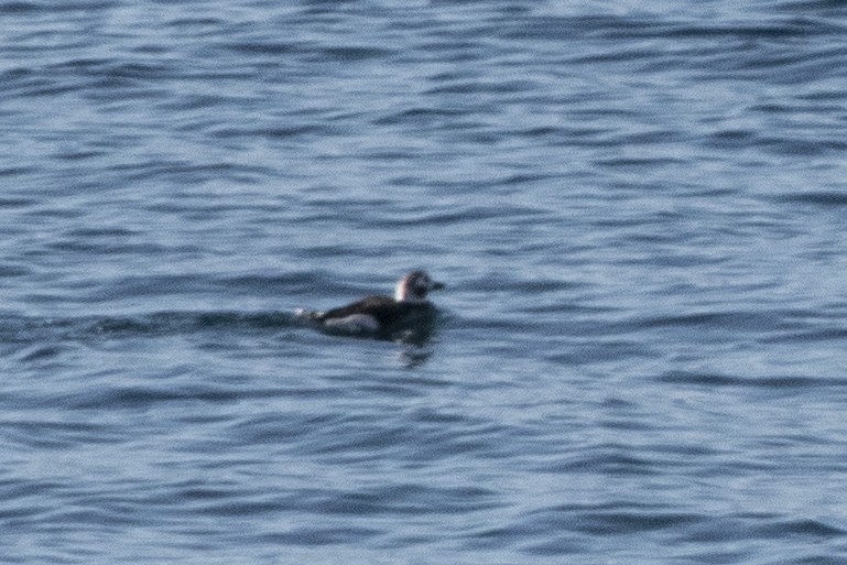 Long-tailed Duck - ML416016741