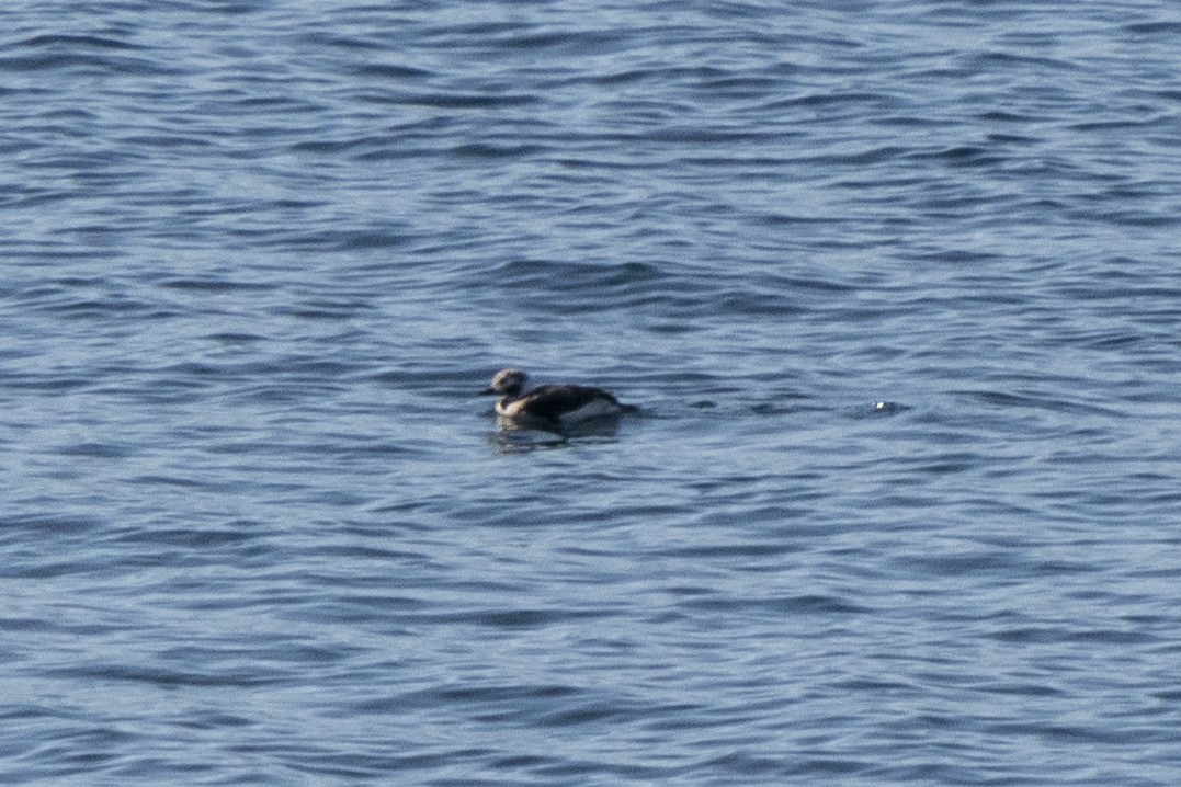 Long-tailed Duck - ML416016761