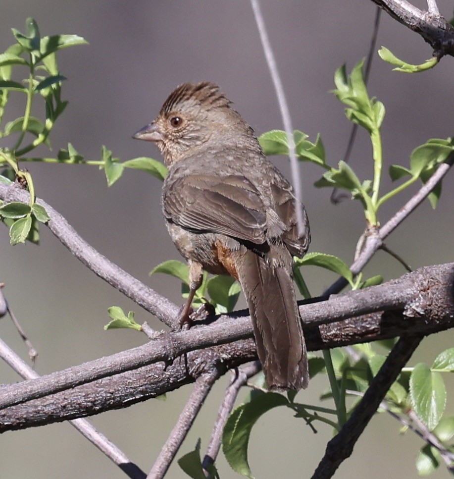 California Towhee - ML416017761
