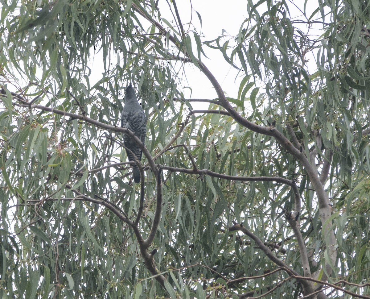 Barred Cuckooshrike - ML416019301