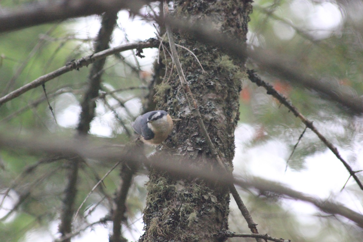 Red-breasted Nuthatch - ML41601961