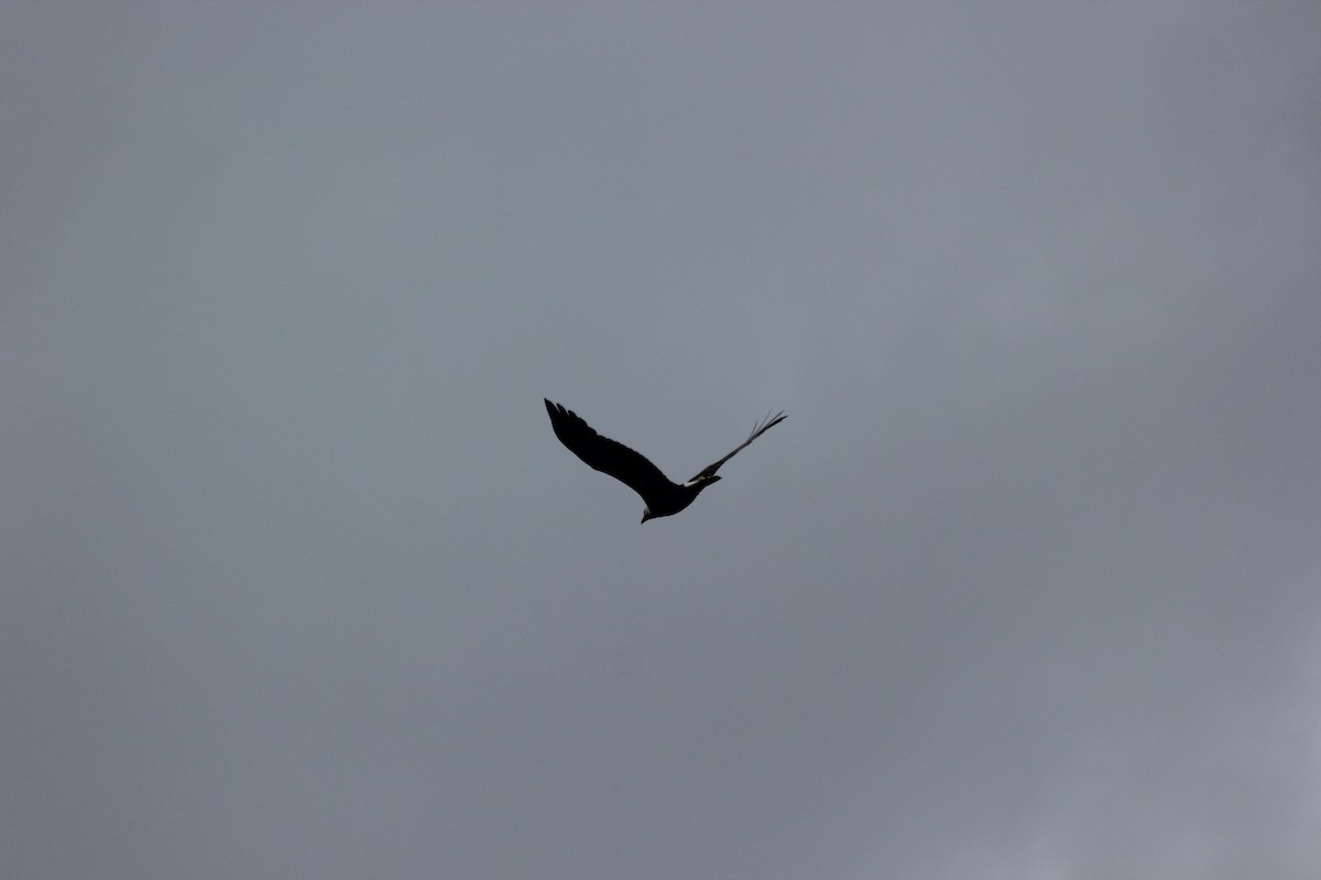 Bald Eagle - ML41601971