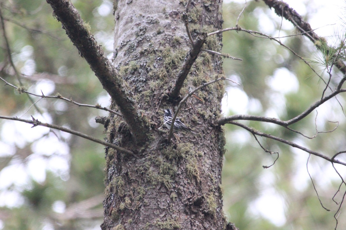 Black-and-white Warbler - ML41601991