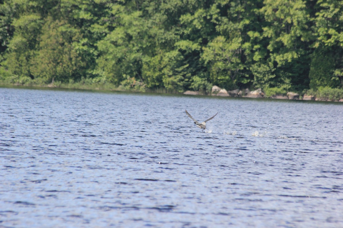 Common Loon - ML41602021
