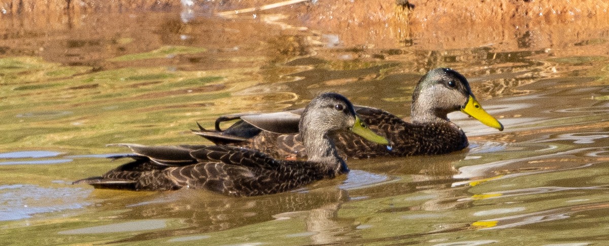 アメリカガモ - ML416021121