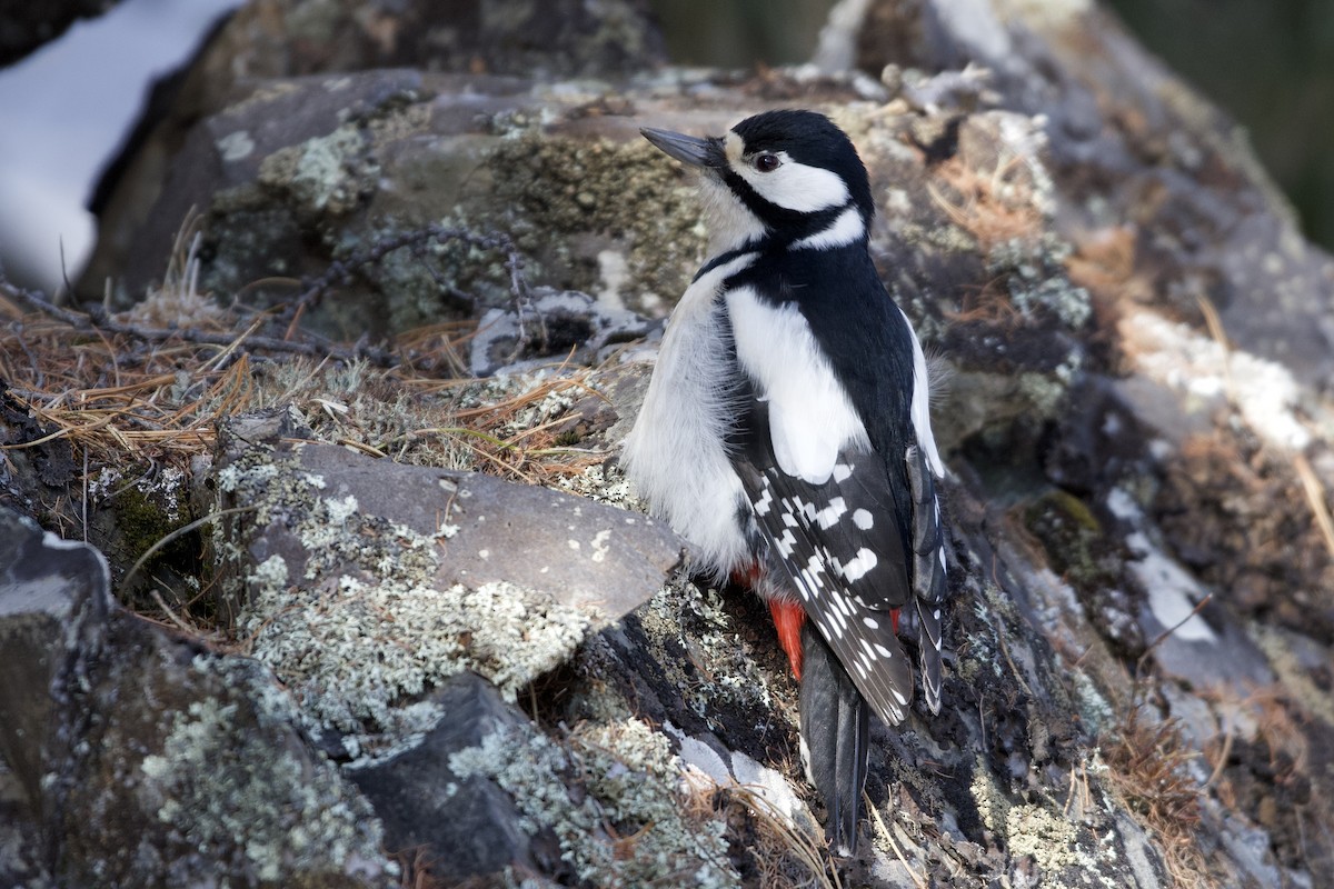 Great Spotted Woodpecker - ML416021931