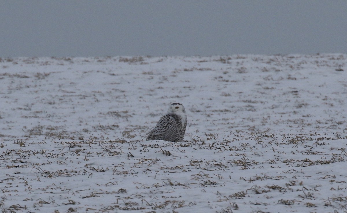 Snowy Owl - Sandy Vorpahl