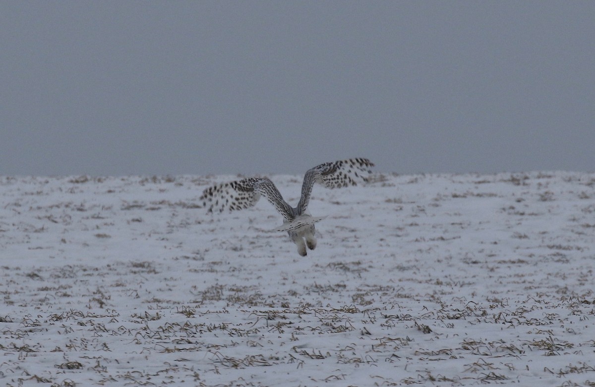 Snowy Owl - Sandy Vorpahl