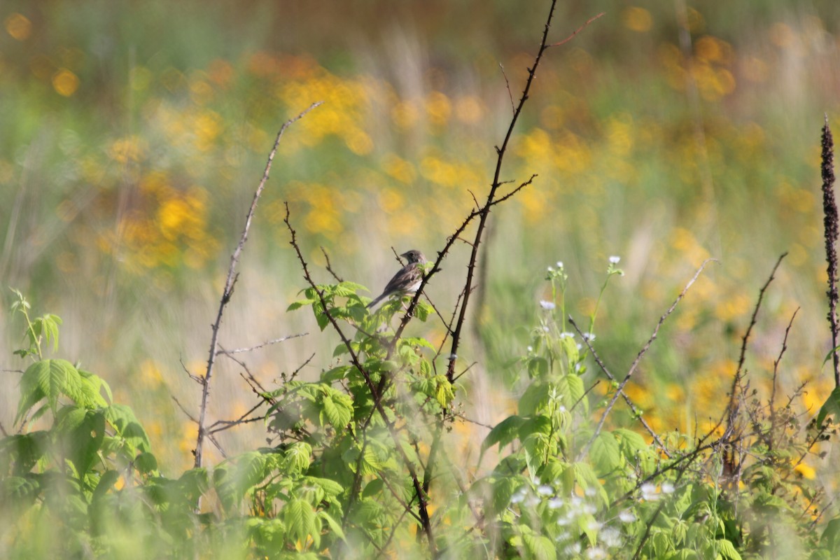 Vesper Sparrow - ML41602421