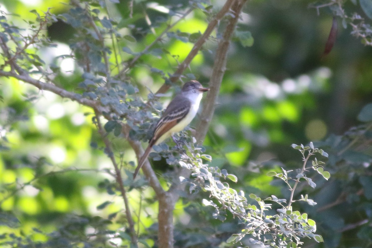 Stolid Flycatcher - ML416024391