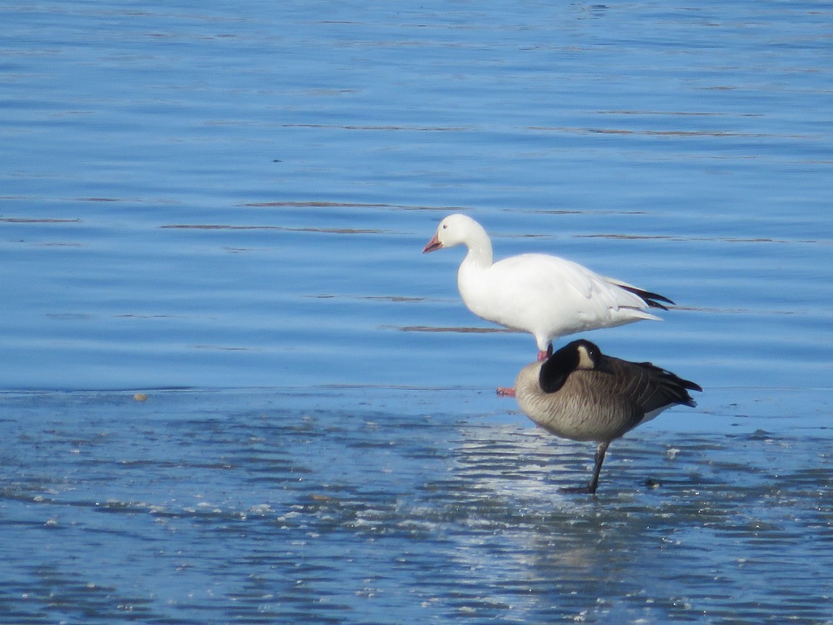 Snow Goose - ML416026721