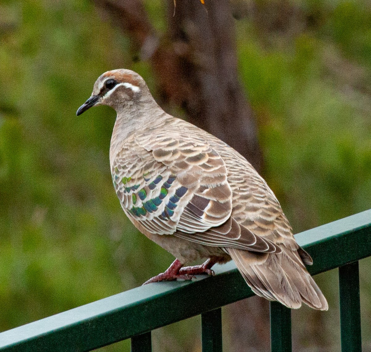 Common Bronzewing - ML416026891