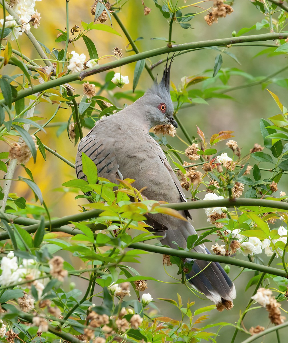 Crested Pigeon - ML416027111