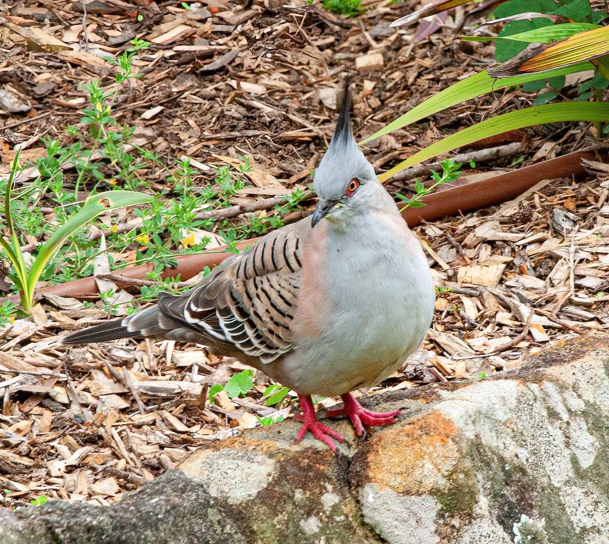 Crested Pigeon - ML416027331