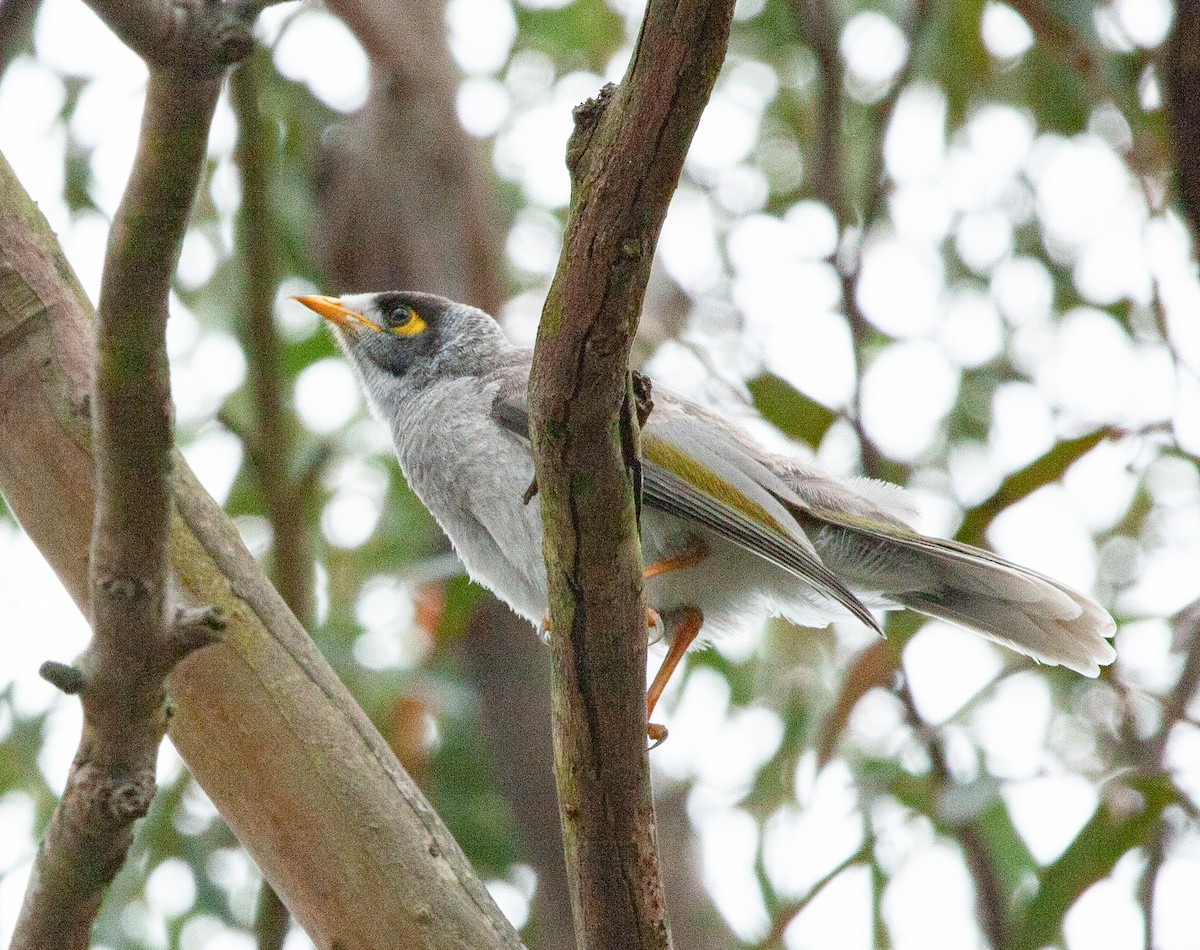 Noisy Miner - ML416027961