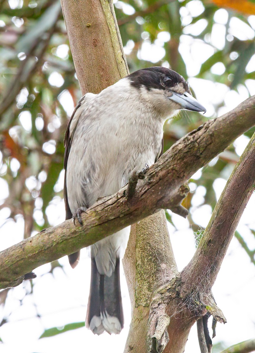 Gray Butcherbird - ML416028781