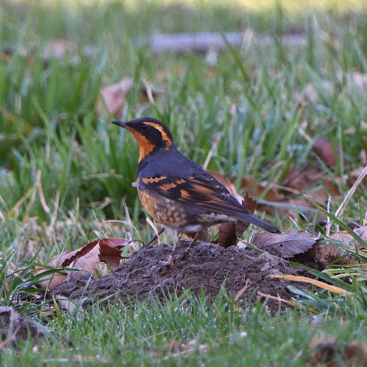 Varied Thrush - Steven Lospalluto