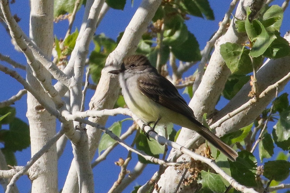 Nutting's Flycatcher (Nutting's) - Victor Stoll