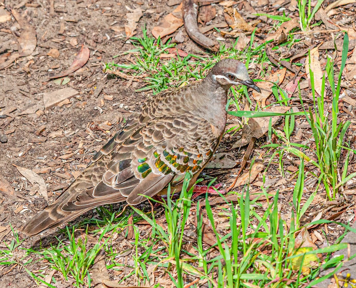 Common Bronzewing - ML416030361