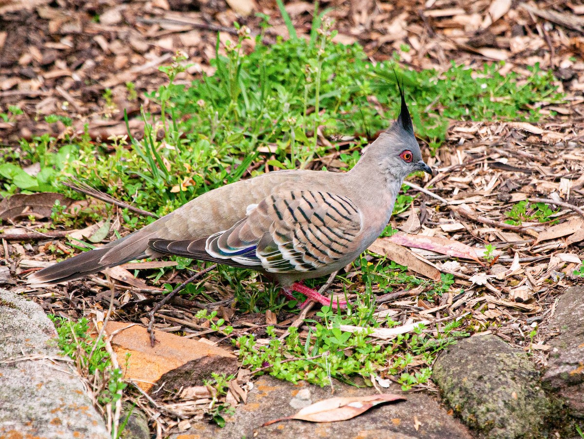 Crested Pigeon - ML416030781