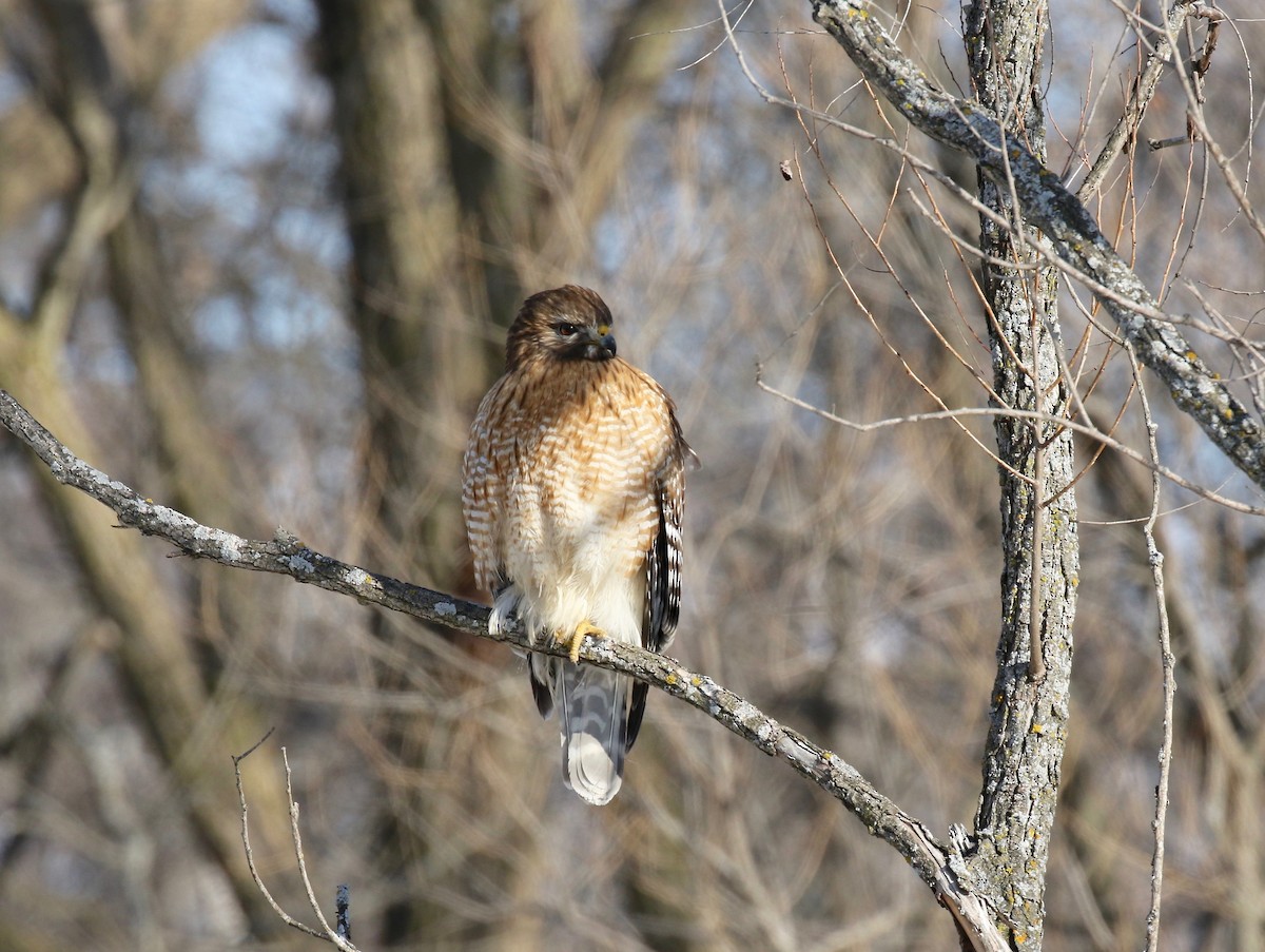 Red-shouldered Hawk - Sandy Vorpahl