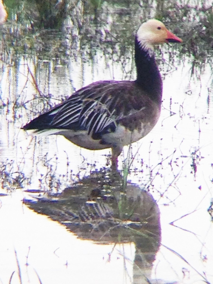 Snow Goose - ML41603261