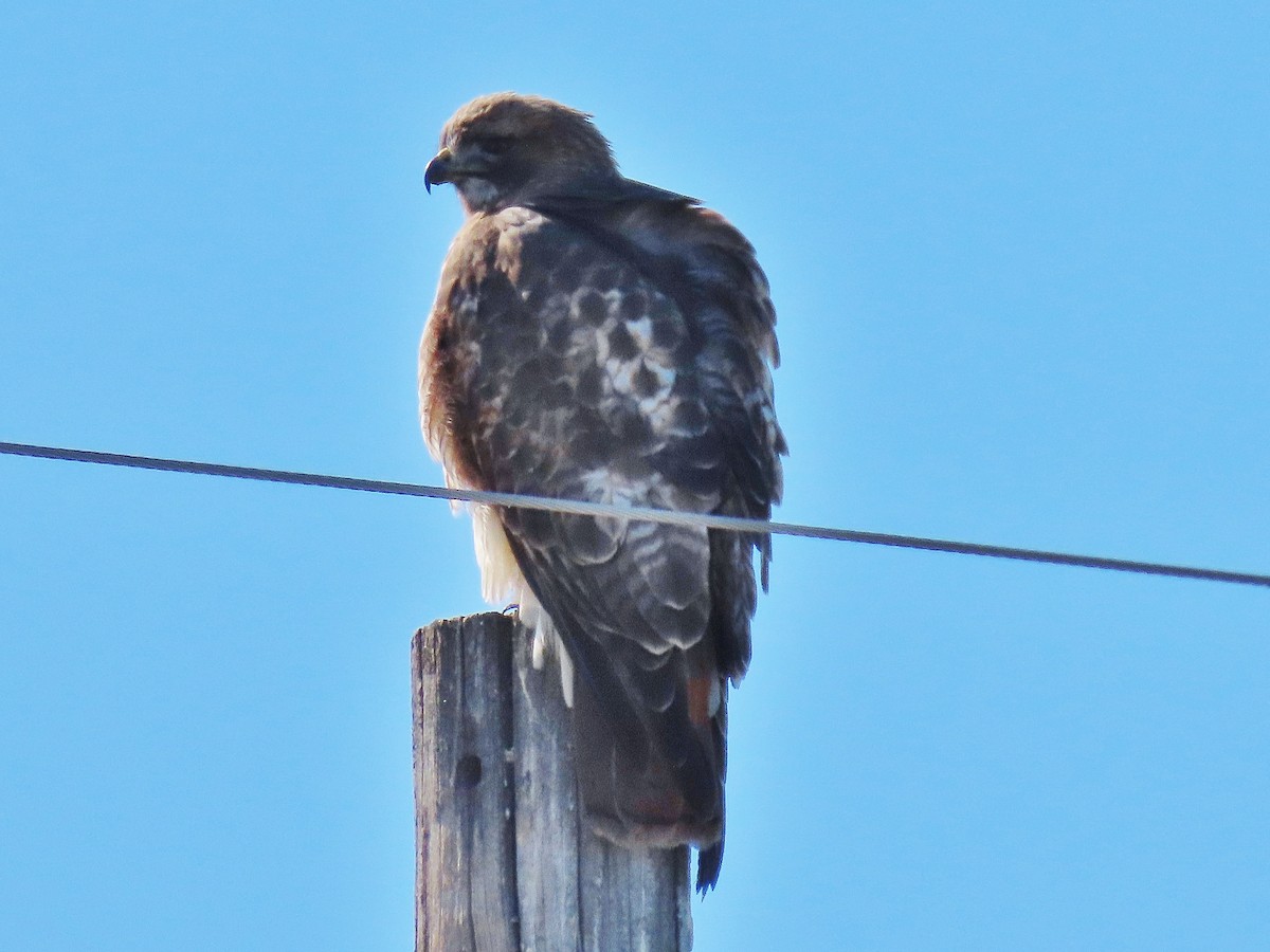 Red-tailed Hawk - ML416032931