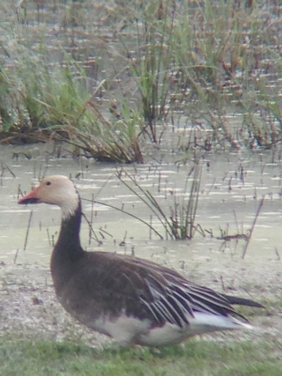 Snow Goose - ML41603331