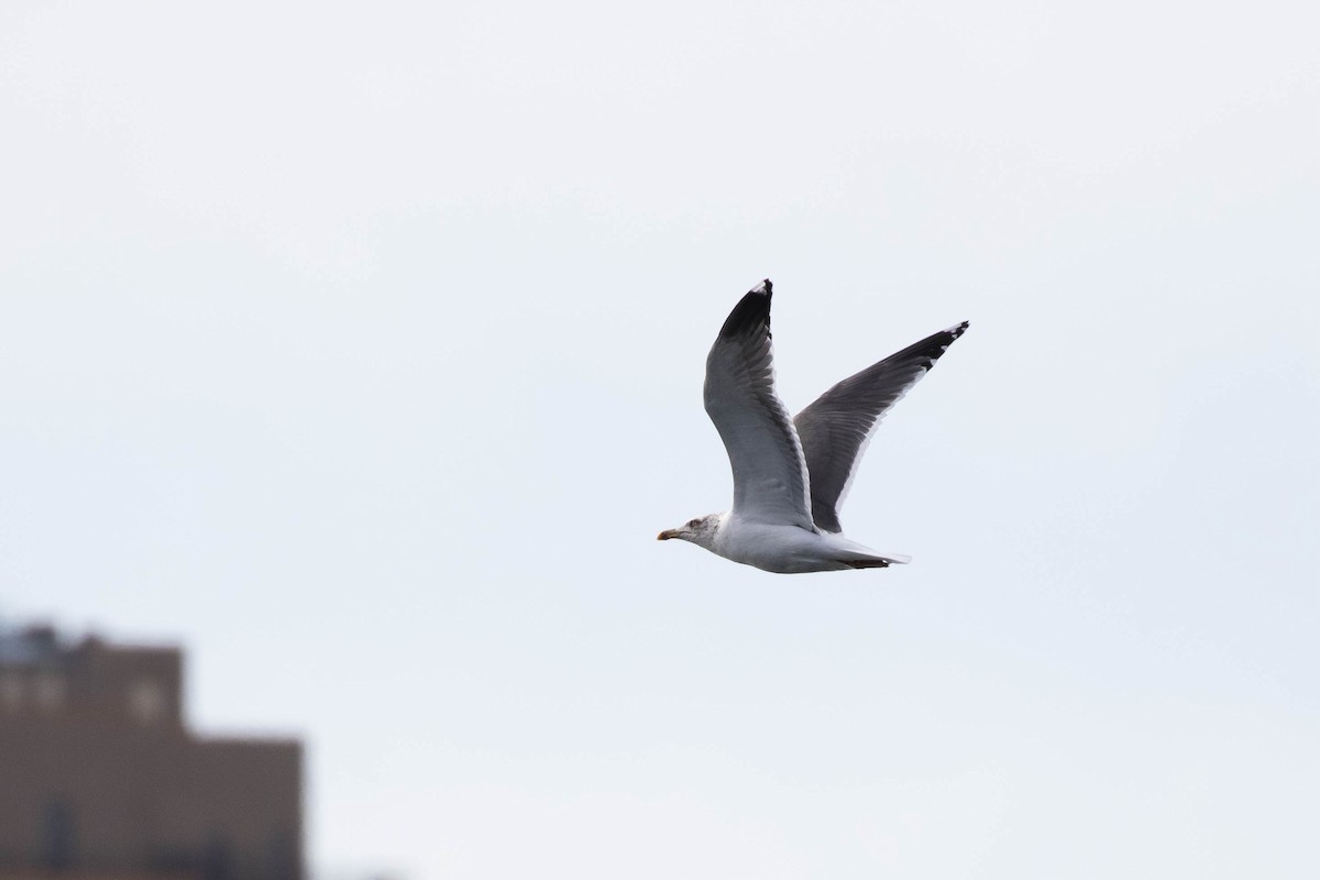 Lesser Black-backed Gull - ML416034281