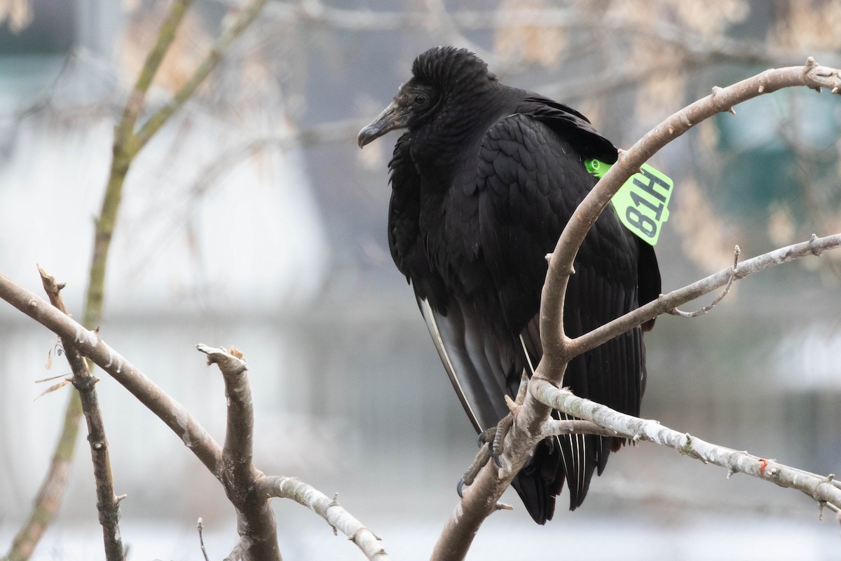 Black Vulture - ML416034341