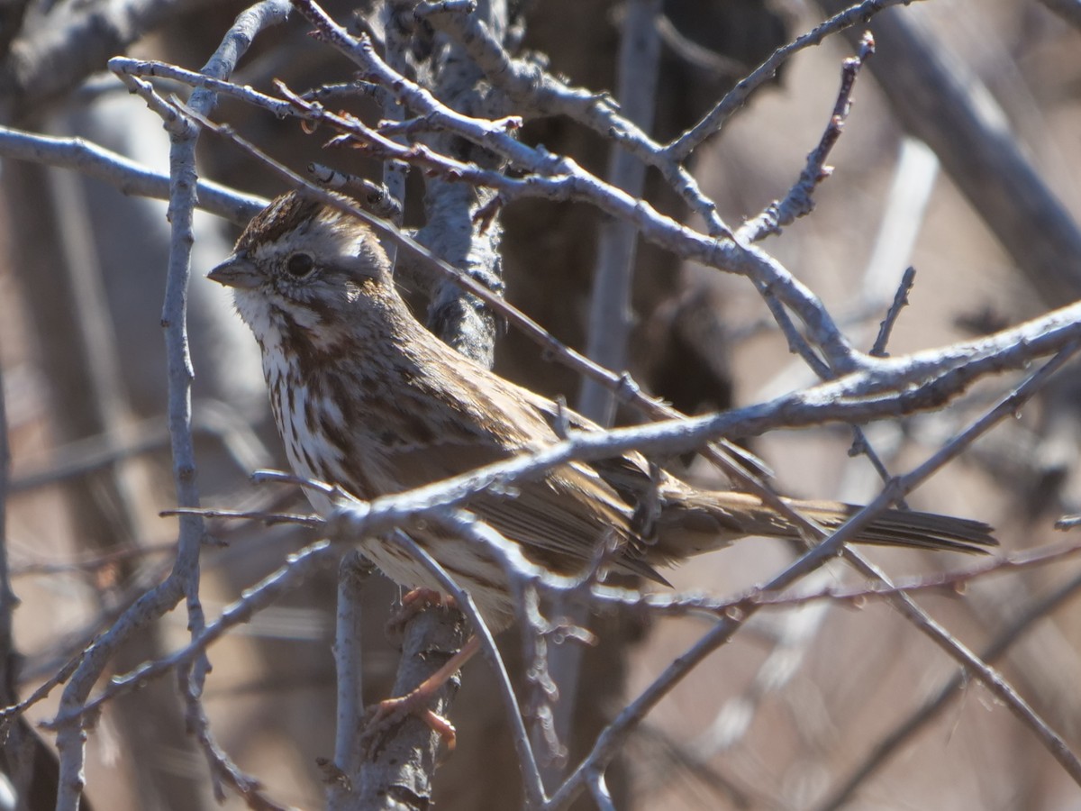 Song Sparrow - ML416035231