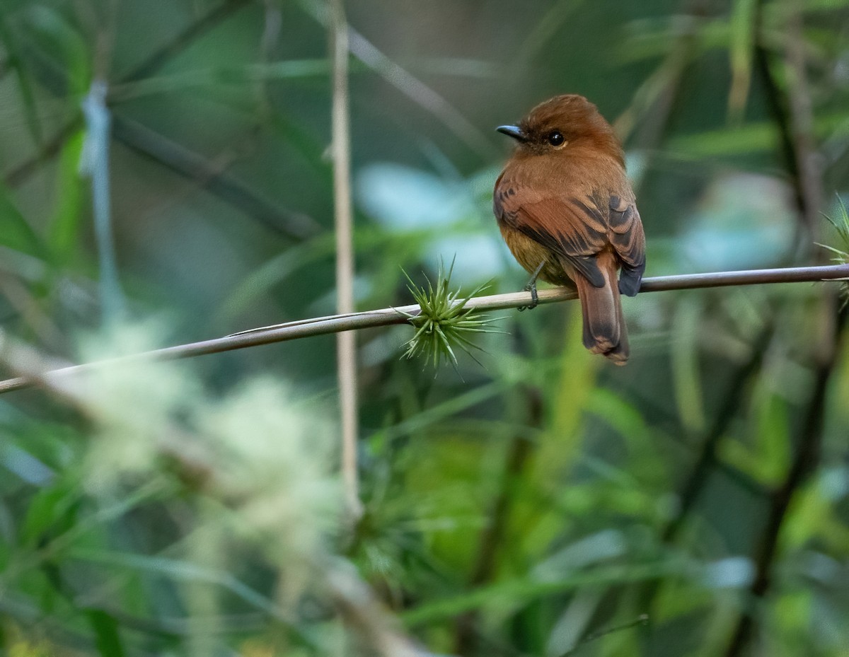 Cinnamon Flycatcher (Santa Marta) - Joachim Bertrands