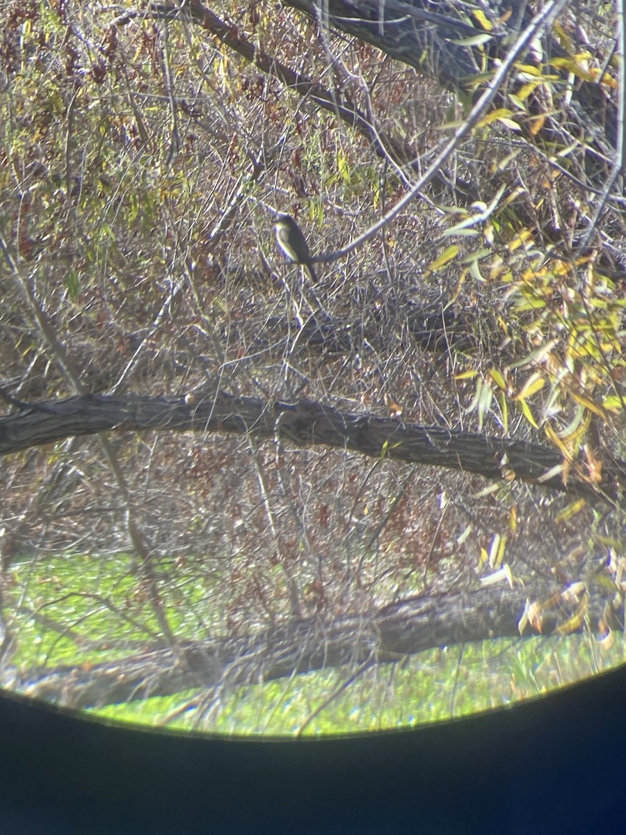 Eastern Phoebe - ML416037401