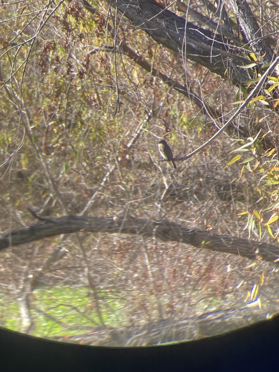 Eastern Phoebe - ML416037451