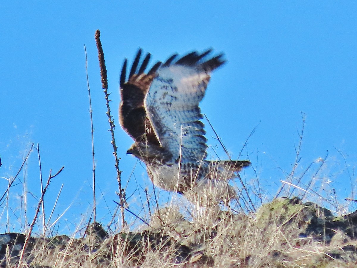 Red-tailed Hawk - ML416039491
