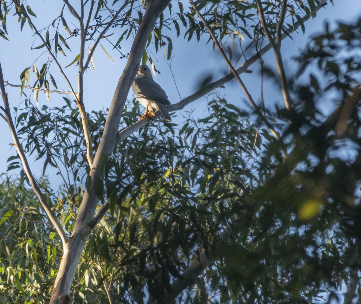 Gray Goshawk - ML416040721