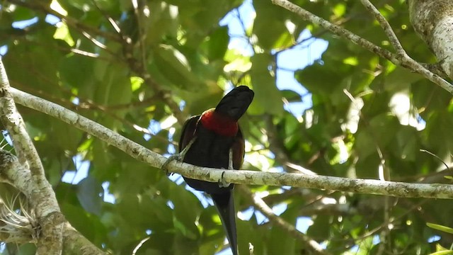 Toucanet à oreilles d'or - ML416043261