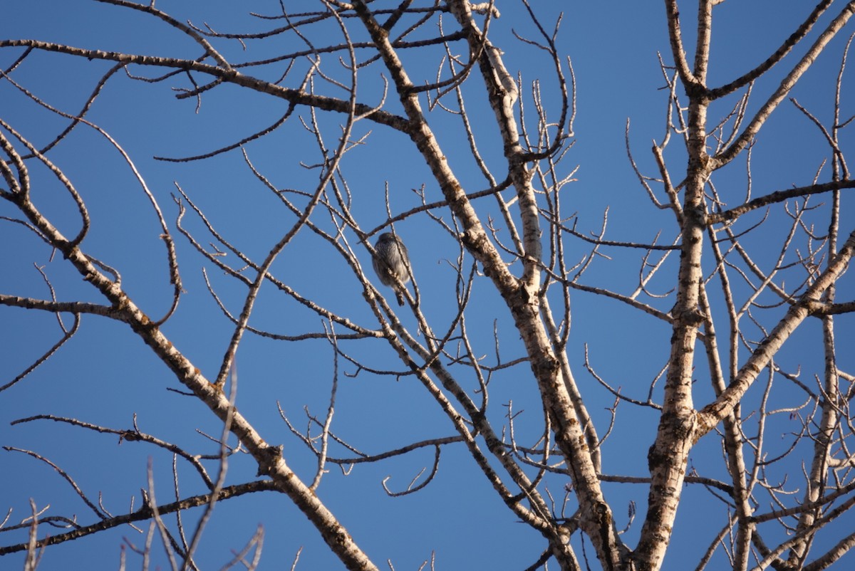 Northern Pygmy-Owl - ML416043441