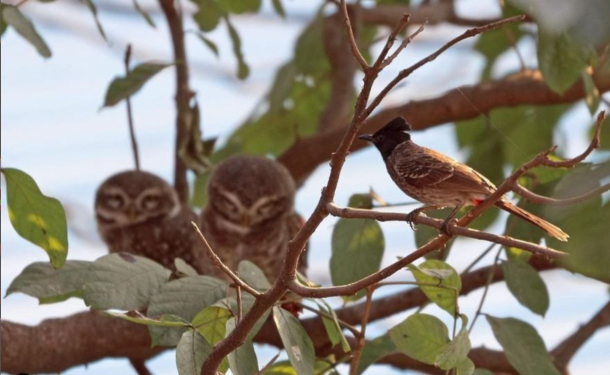 Spotted Owlet - ML416045851