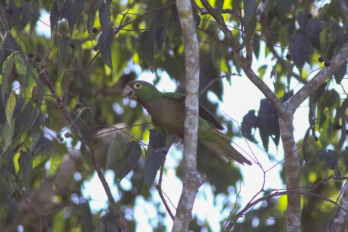 Olive-throated Parakeet - ML416047681